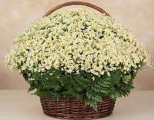 Цветочная композиция из Ромашки в корзине #REPLACE_PRED# Караидель