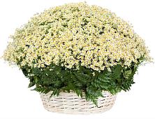Цветочная композиция из Ромашки в корзине #REPLACE_PRED# Караидель
